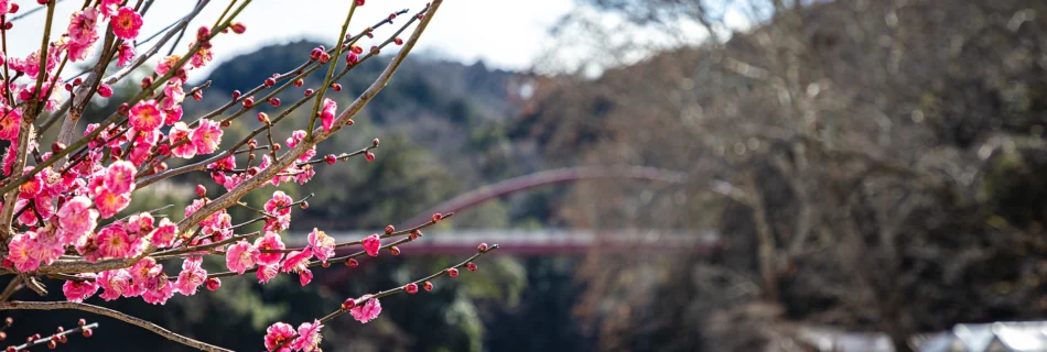 Plum Blossoms in Japan