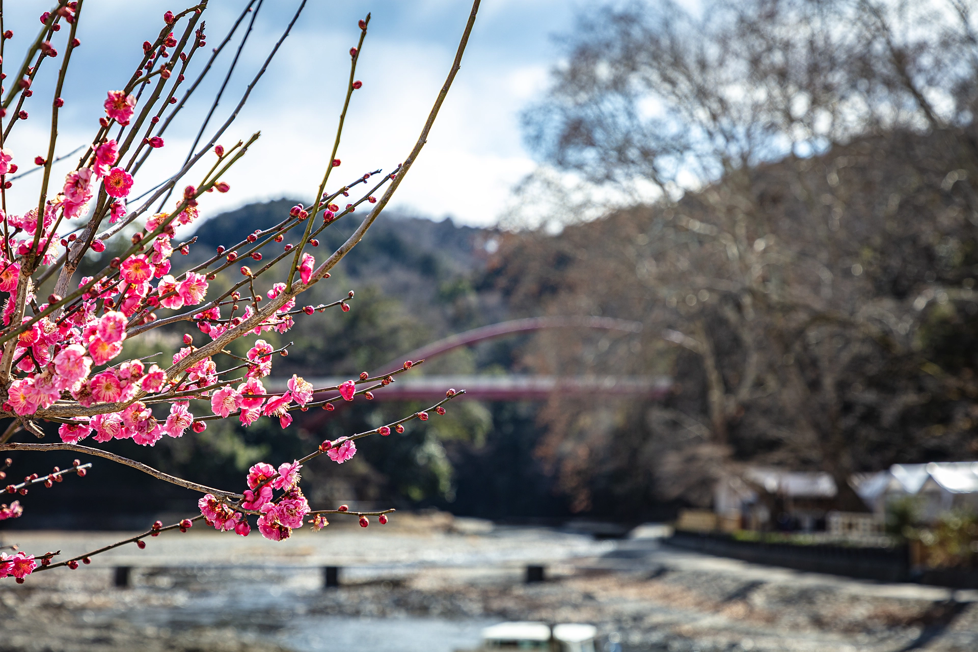 Plum Blossoms in Japan