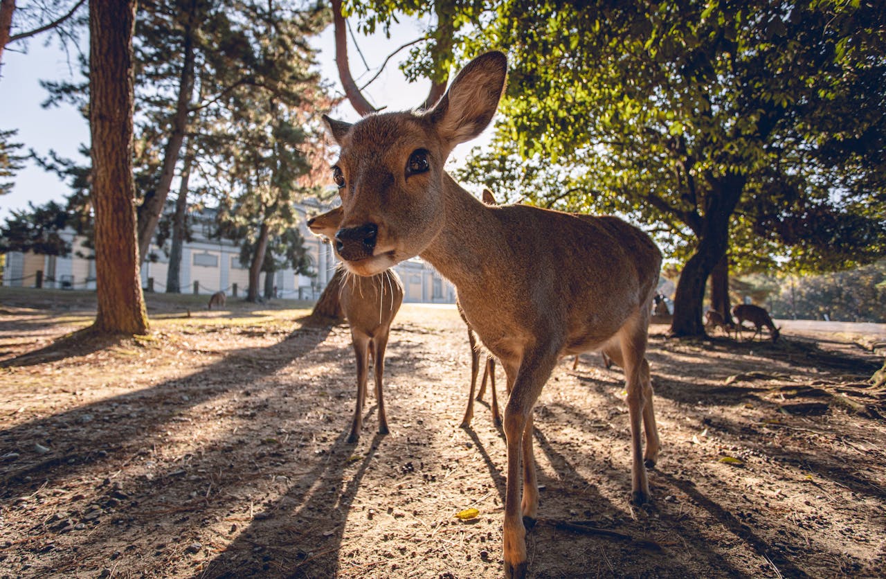 Nara Deer Park