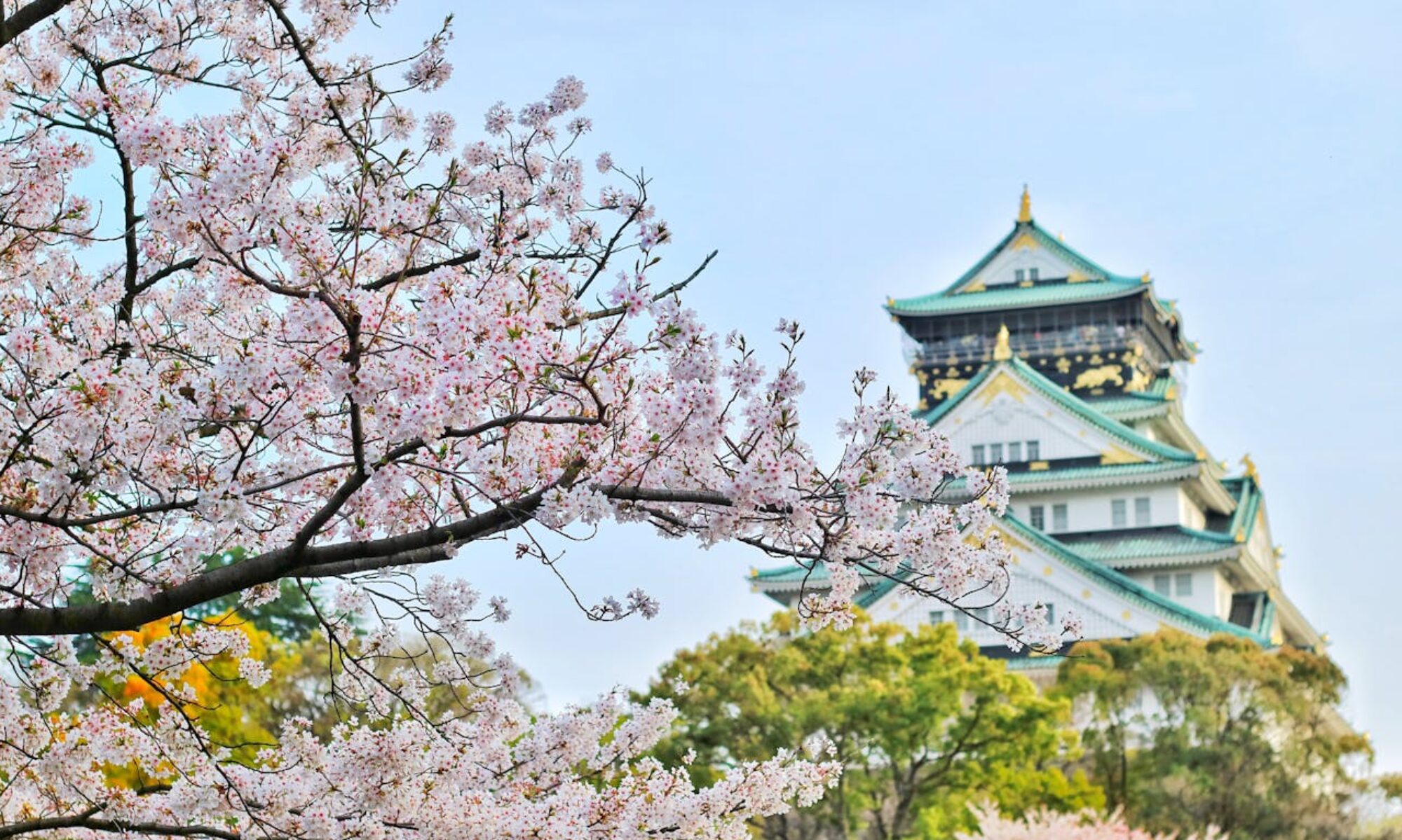 Osaka Castle Sakura